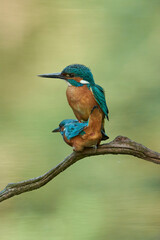 Kingfisher mistake