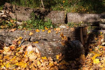 wood harvesting in the forest