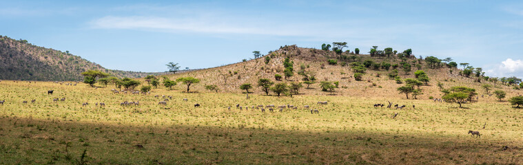 Landscape View of Serengeti Park in Tanzania