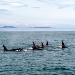 Fototapeta premium Killer whales in the Pacific Ocean against the background of volcanoes. Kamchatka Peninsula, Russia.