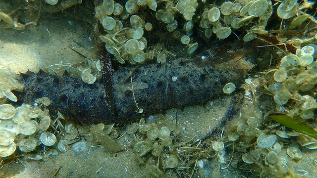 Cotton spinner or tubular sea cucumber, Holothuria (Holothuria) tubulosa, undersea, Aegean Sea, Greece, Halkidiki