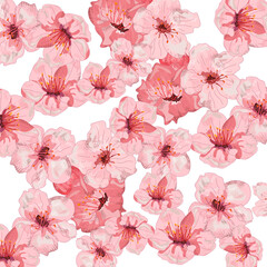 Ilustracja różowe kwiaty wiśni na białym tle - obrazy, fototapety, plakaty