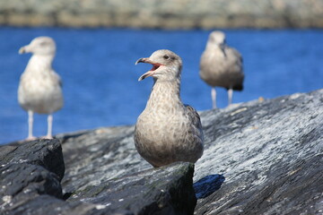 seagulls hanging out