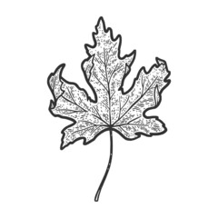 Maple leaf sketch engraving raster illustration. T-shirt apparel print design. Scratch board imitation. Black and white hand drawn image.