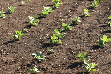 Fava bean cultivation. Sowing, germination, raising seedlings, planting. 