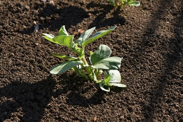 Fava bean cultivation. Sowing, germination, raising seedlings, planting. 