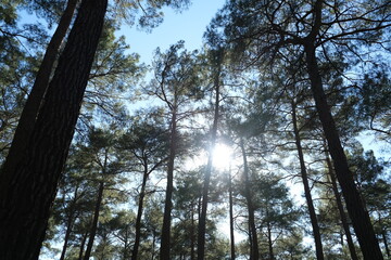 Naklejka premium sunrise in inside of forest