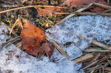 公園の枯葉と氷
