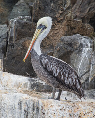 Pelicans in the rocks  coast side chile