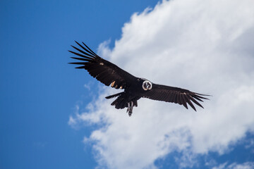 Condor flying in Andes cordillera mountains