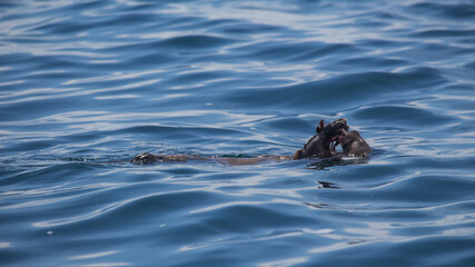 Chungungo Chileno Sea Otter mammal