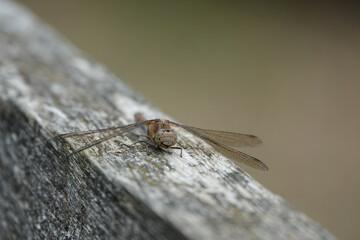 Closeup shot of a common darter dragonfly on a textured wooden surface