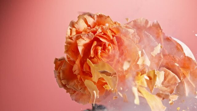 Super Slow Motion Shot of Frozen Colorful Orange Rose Explosion at 1000fps.