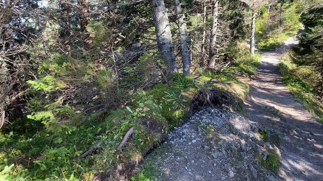 Silny wiatr halny pr&oacute;buje wyrwać drzewa i podnosi runo leśne z korzeniami.