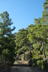 road in the forest