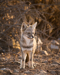 Fox zorro chilla in Atacama desert chile