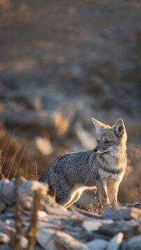 Fox Zorro Chilla In Atacama Desert Chile
