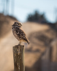 Pequen owl taking a rest chilean