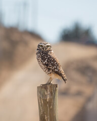 Pequen owl taking a rest chilean