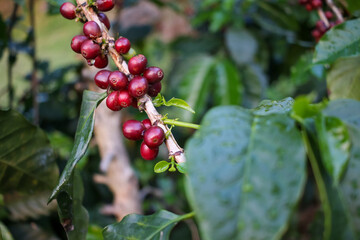 Fresh red ripe coffee beans ready to harvest from the tree