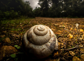 snail in the forest