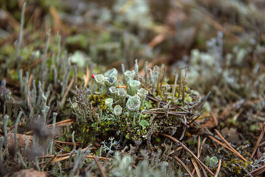 Young Lichen Cladonia Cristatella Or British Soldier Lichen Close Up. Nature Of Karelia, Russia