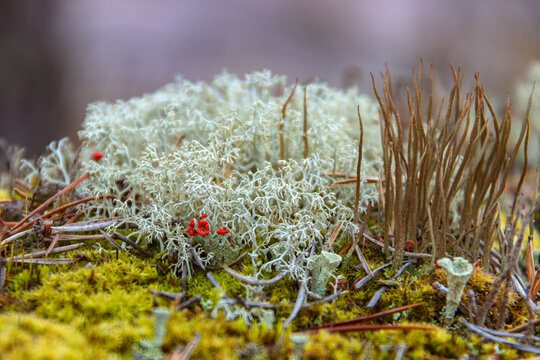 Yagel Or Deer Moss And Cladonia Cristatella Or British Soldier Lichen Close Up. Nature Of Karelia, Russia