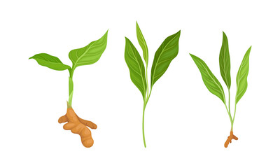 Seedlings of ginger plants set. Natural organic aromatic spice. vector illustration