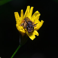 bee on flower