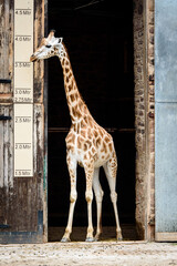 A giraffe posing next to a height measurement