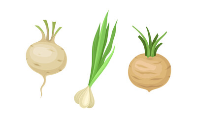 Fresh organic vegetables set. Turnip, radish, garlic healthy vegetarian food vector illustration