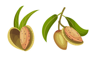 Almond plant branch with inshell almonds vector illustration