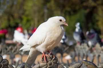 white dove on a branch