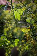 Wilder Fenchel Kräutergarten grün Heilkräuter