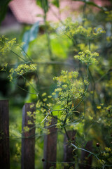 Wilder Fenchel bio wild urig grün