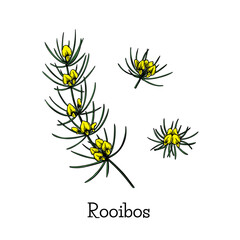 Line art rooibos sketch flower plant for decorative design. Graphic background. Floral illustration. Hand drawn vector set. Elegant botany decor.