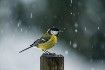 mésange charbonnière en hiver sous la neige
