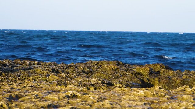 Supralitoral - border of sea and land. Autumn cold stormy time. Aquatic vegetation is dying and waves are heating up large piles of rotting algae. But this is real smell of sea holiday, thalasso