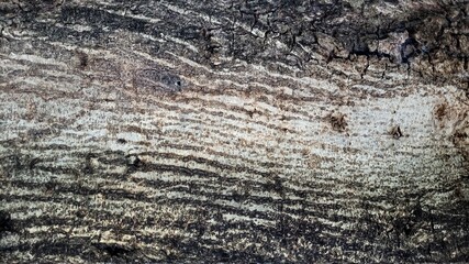 texture wood