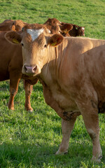 Brown cows in the pasture. Cows grazing in the green field in the summer.