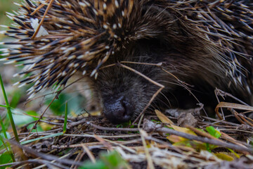 The forest dweller got out of hibernation!