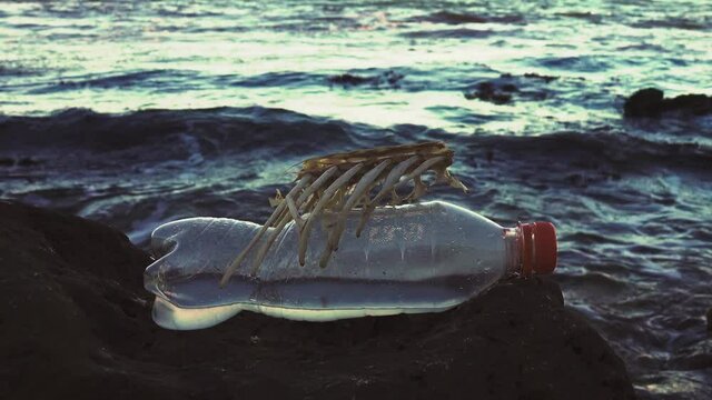 The skeleton (spine< of a dead marine animal and a plastic bottle thrown into the sea. Plastic pollution. The concept of the destruction of animals and their environment due to marine pollution