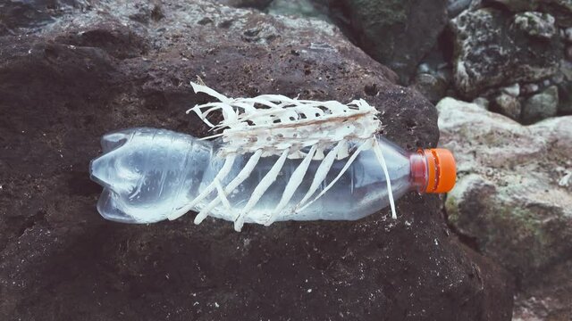 The skeleton (spine< of a dead marine animal and a plastic bottle thrown into the sea. Plastic pollution. The concept of the destruction of animals and their environment due to marine pollution