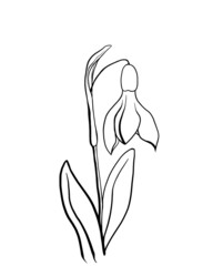 Snowdrop spring sketch flower gallant beauty