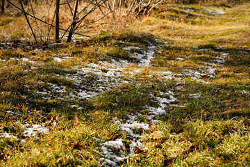 Changing seasons. Early snow on green grass on a bright sunny day