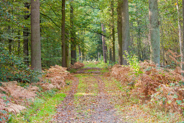 Bright autumn day in a forest with lush greenery growing on the tre - obrazy, fototapety, plakaty