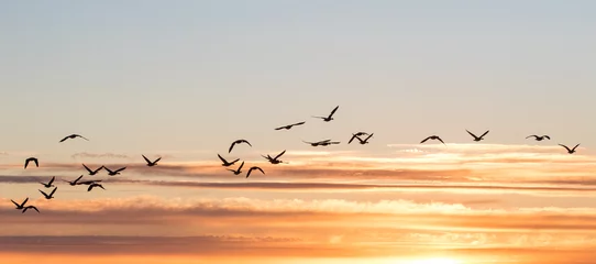 Rolgordijnen meeuwen bij zonsondergang © Salons