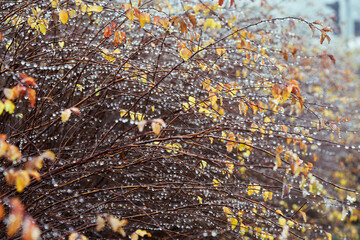 Raindrops on the branches of a bush in late autumn
