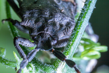 a black bug on top of a leaf
