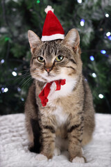 Little gray cat in a Santa Claus hat sitting on the background of the Christmas tree. Kitten close up .Christmas lights. Happy New Year. 2023. Cat with green eyes. Tabby. Concept of pet care .Winter